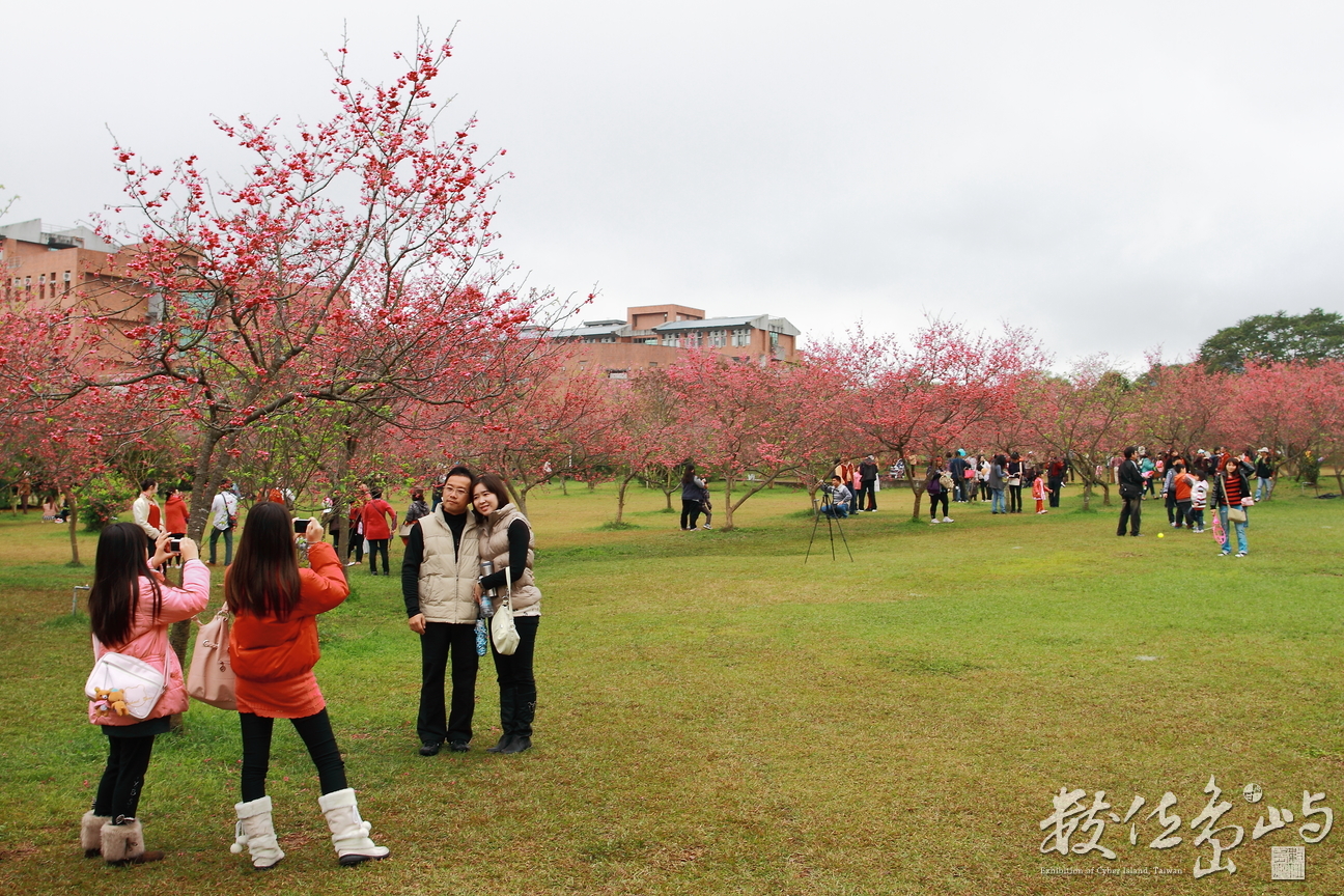 南投縣埔里鎮－暨南大學櫻花林