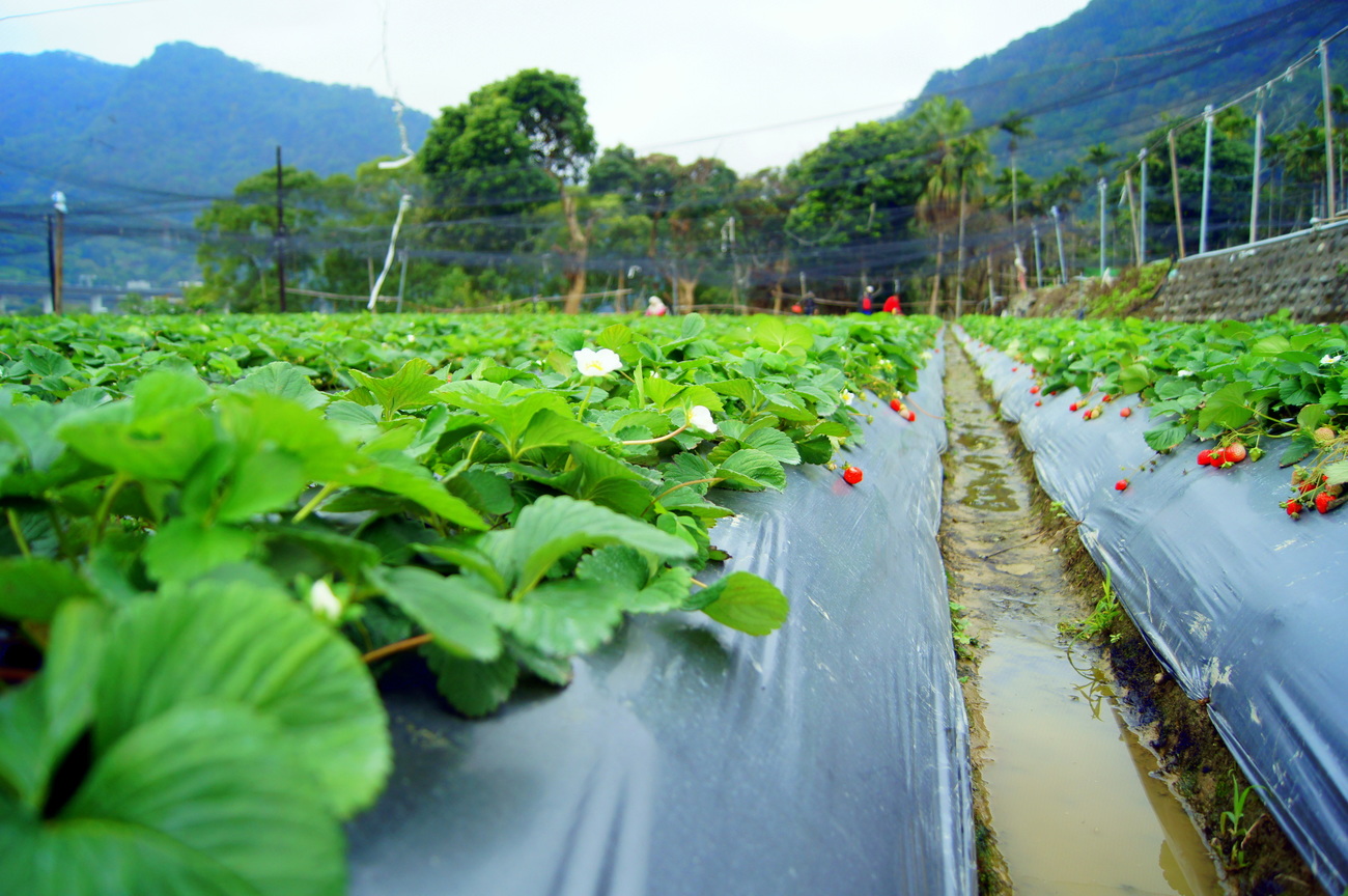 苗栗縣公館鄉-草莓田