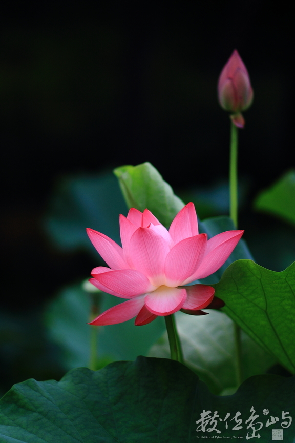 桃園縣觀音鄉－蓮花季