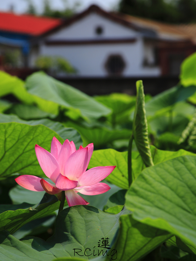 台中市清水區-趙宅蓮花