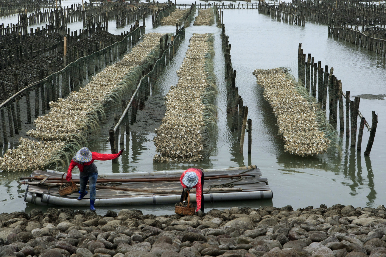 雲林縣台西鄉-收成