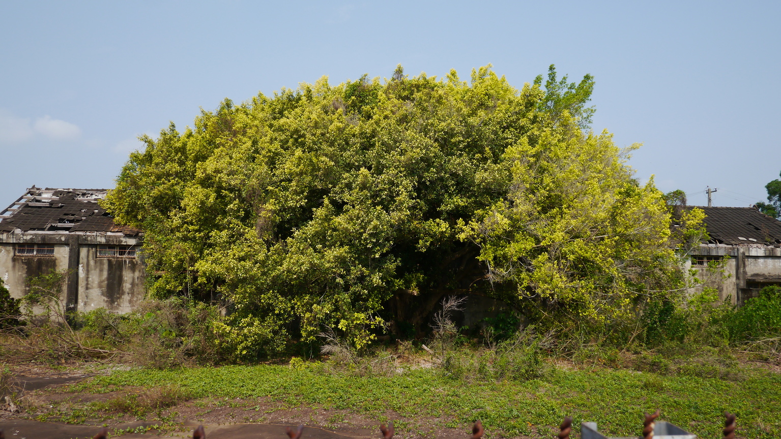 臺南市玉井區--荒廢糖廠的大榕樹