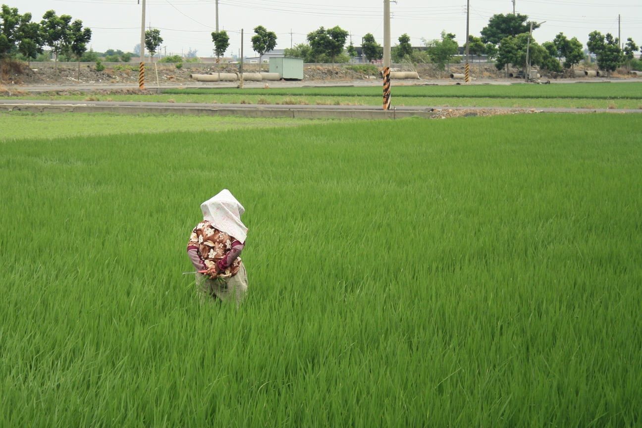 雲林縣元長鄉－農婦