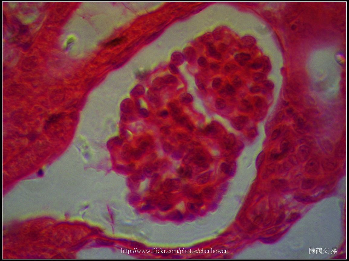 600X相位差_腎臟_腎小球.jpg