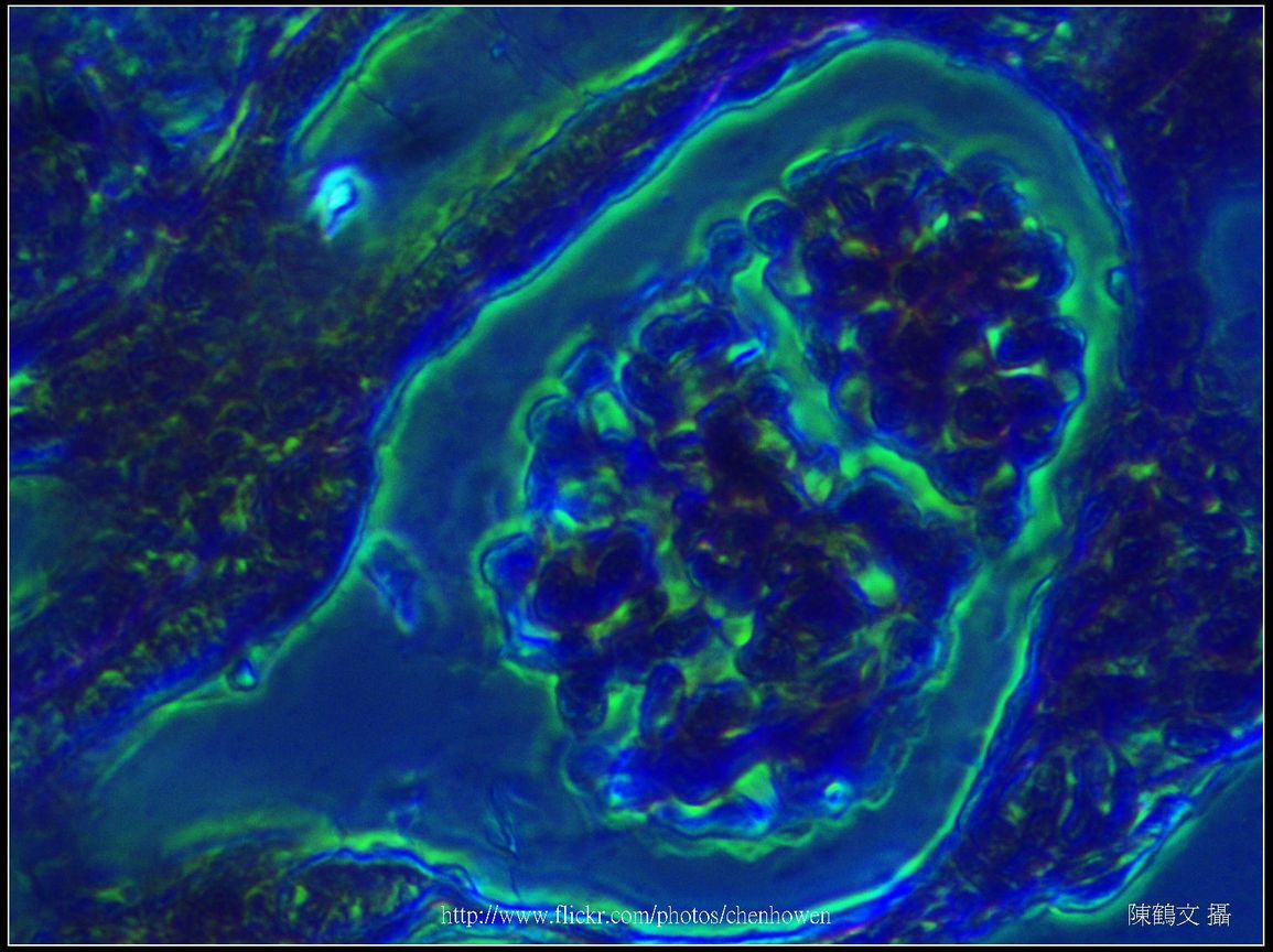 600X相位差_腎臟_腎小球_Without White Balance.jpg