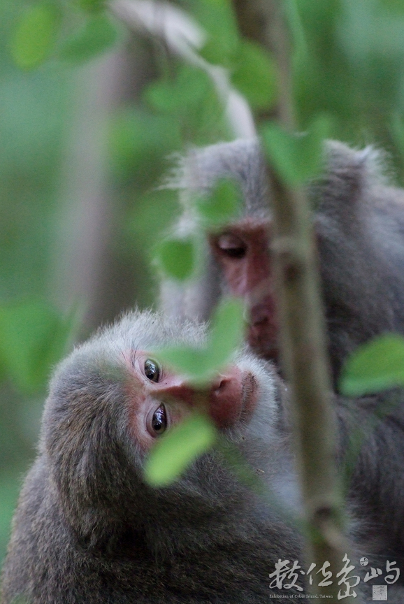 臺灣彌猴