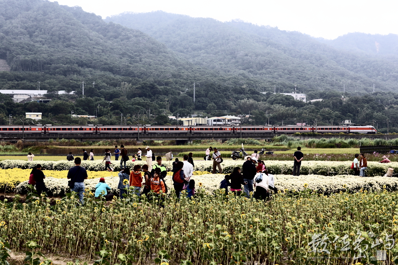 火車與花田