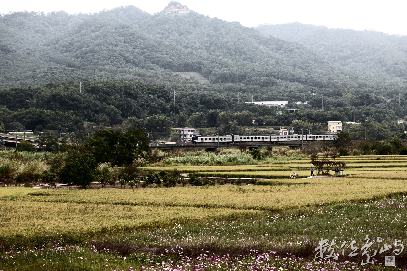 火車與花海的相遇