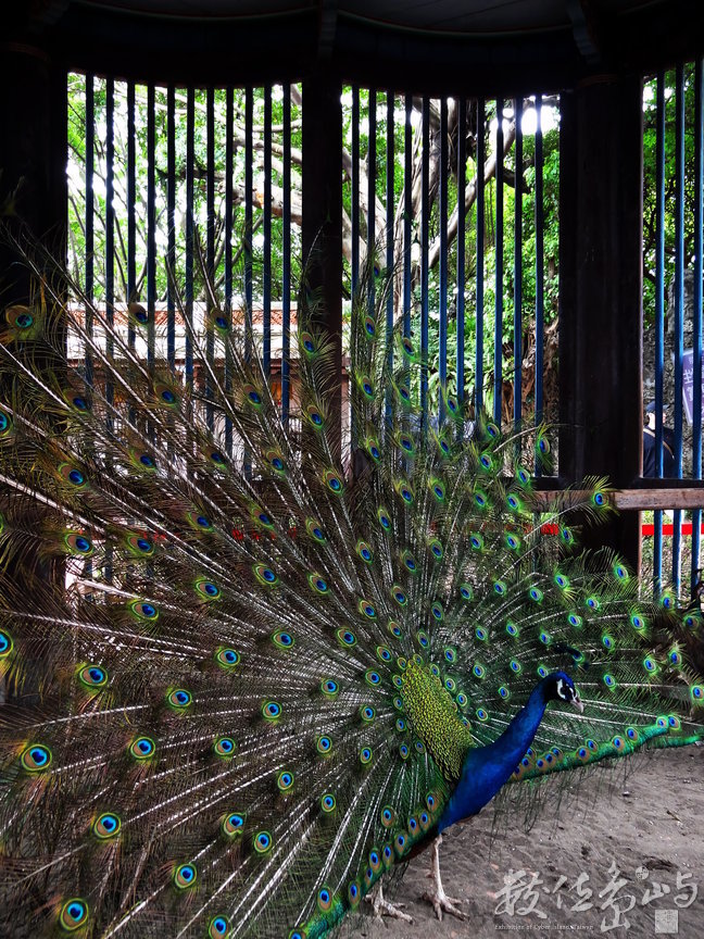 板橋林家花園-富貴人間