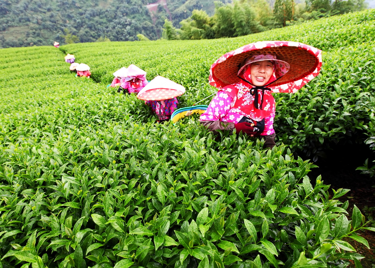 南投縣鹿谷鄉－茶園風情