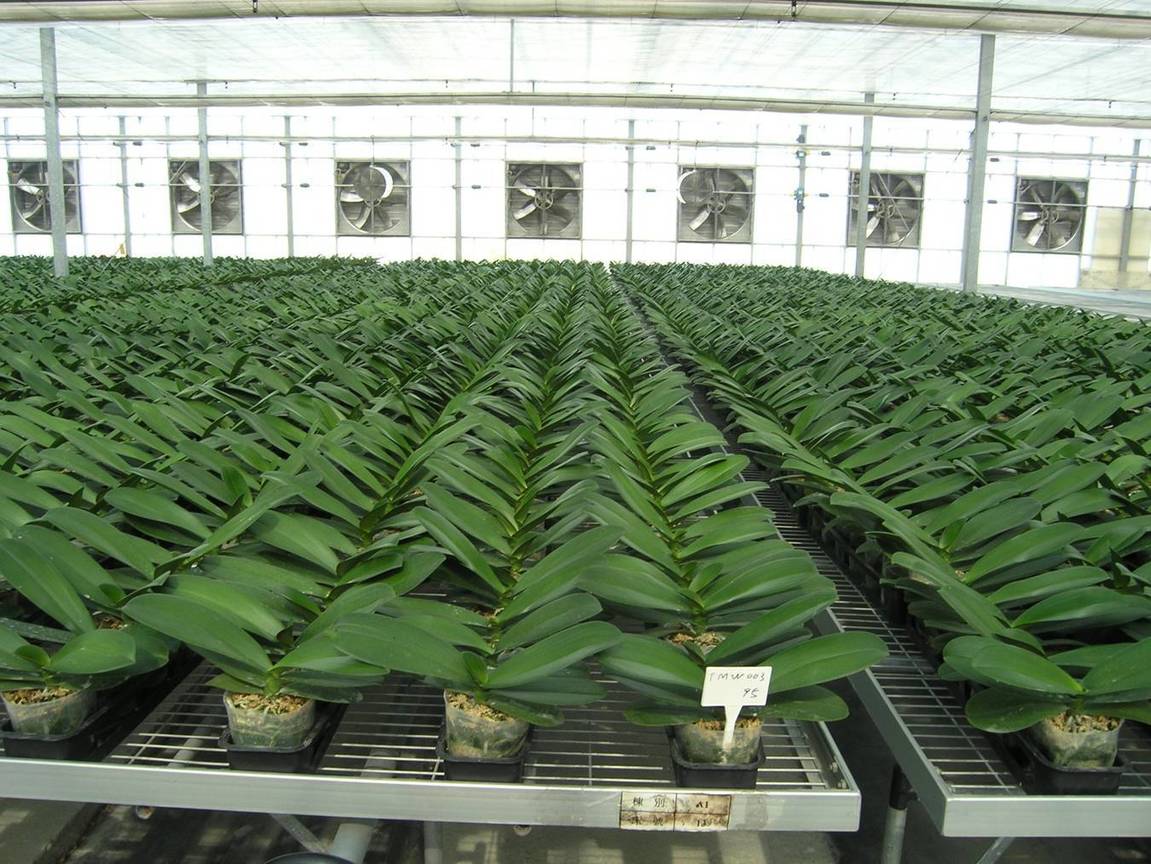 蝴蝶蘭大規模的專業商業化栽培3
