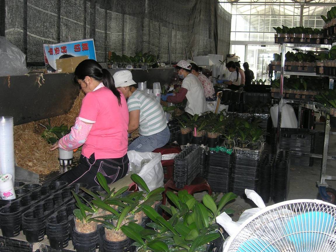 水苔栽培的人工作業情形