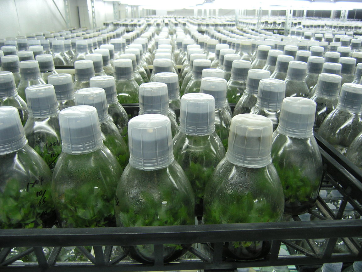 蝴蝶蘭大規模的專業商業化栽培2