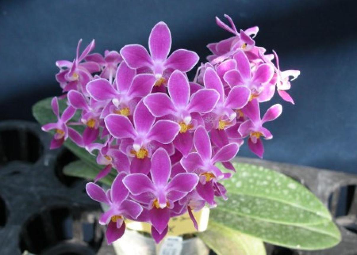 人工育種的四倍體P.equestris，桃紅色多花為其特性