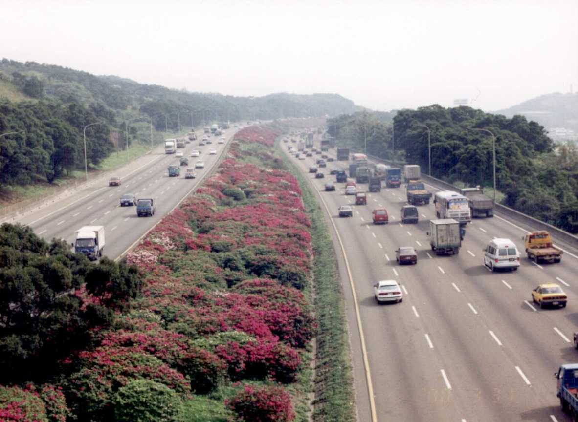 國道1號林口路段杜鵑花