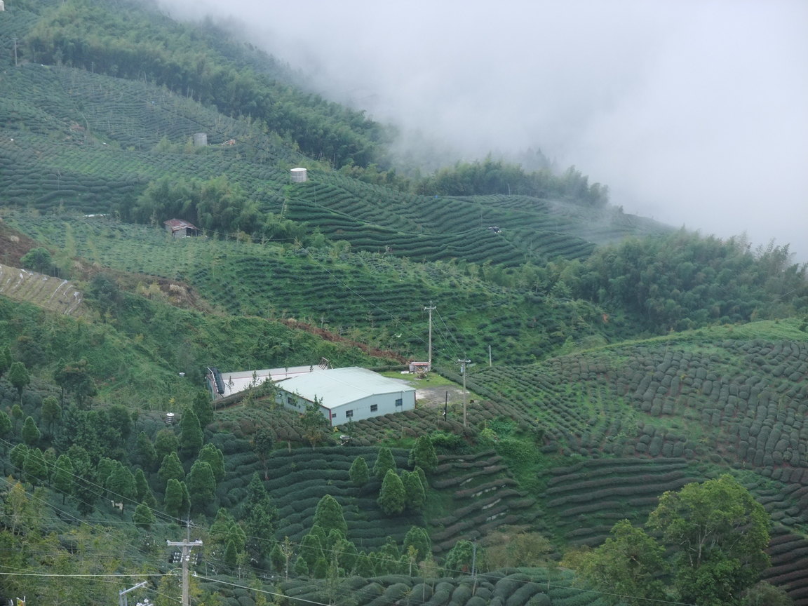 羊彎巷的茶園綠野