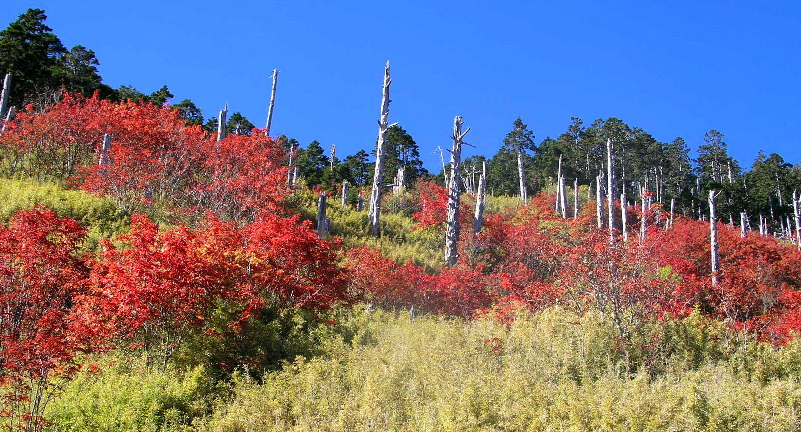 雪山369山莊白木林及巒大山楸