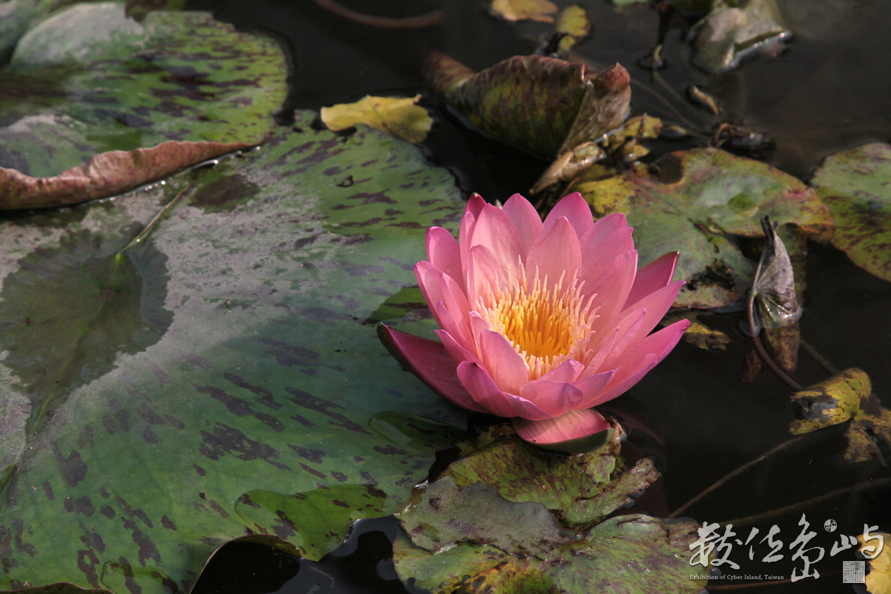 2012年1109台北_28
