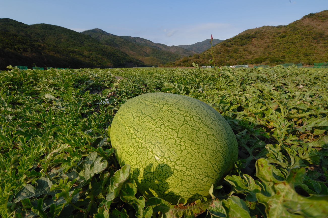 屏東縣枋山鄉-西瓜田