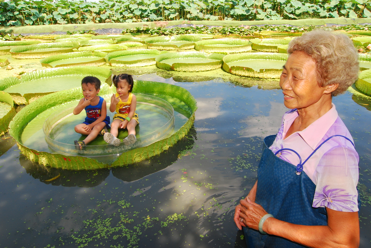 台南市白河區-大王蓮