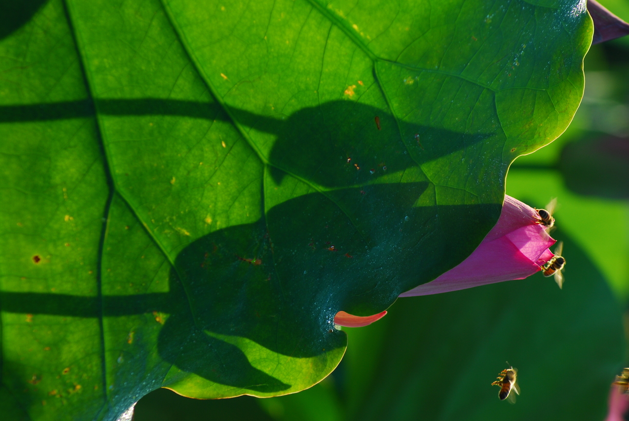 台南市白河區-荷花