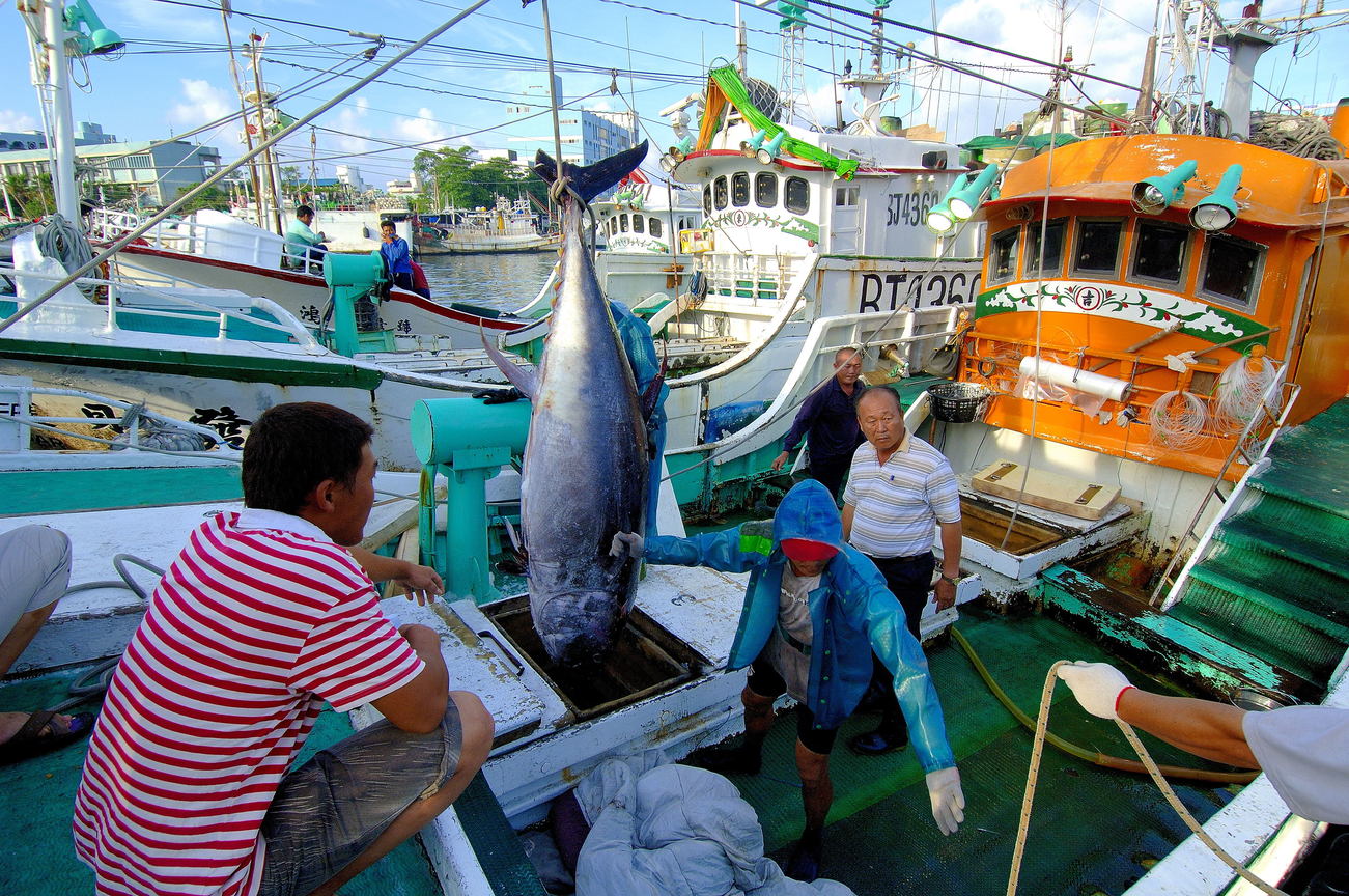 屏東縣東港鎮-東港鮪魚祭