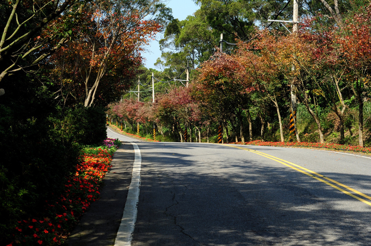 新北市三芝區---三芝101楓葉