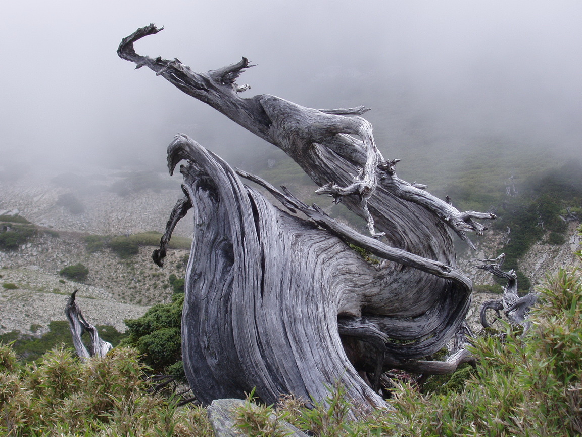 大自然的雕作=飛龍