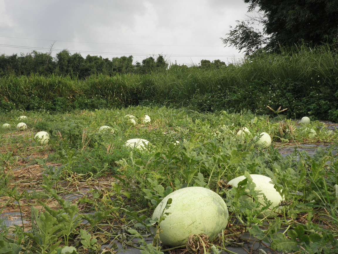 外婆的西瓜田
