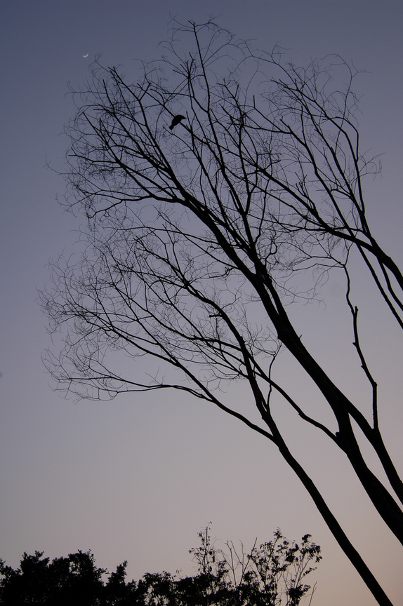 桃園縣中壢市-孤高