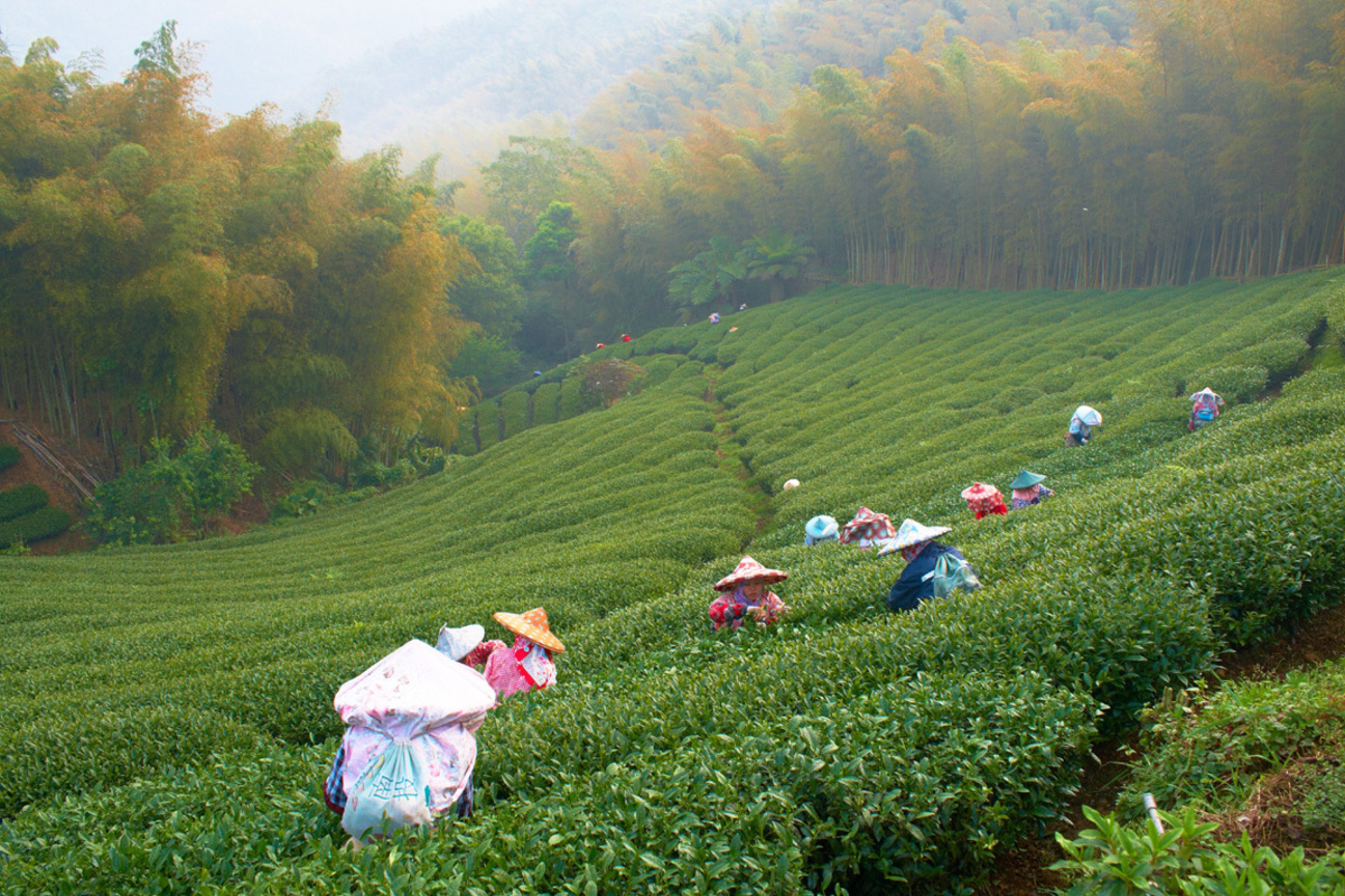  南投-竹山 採茶趣