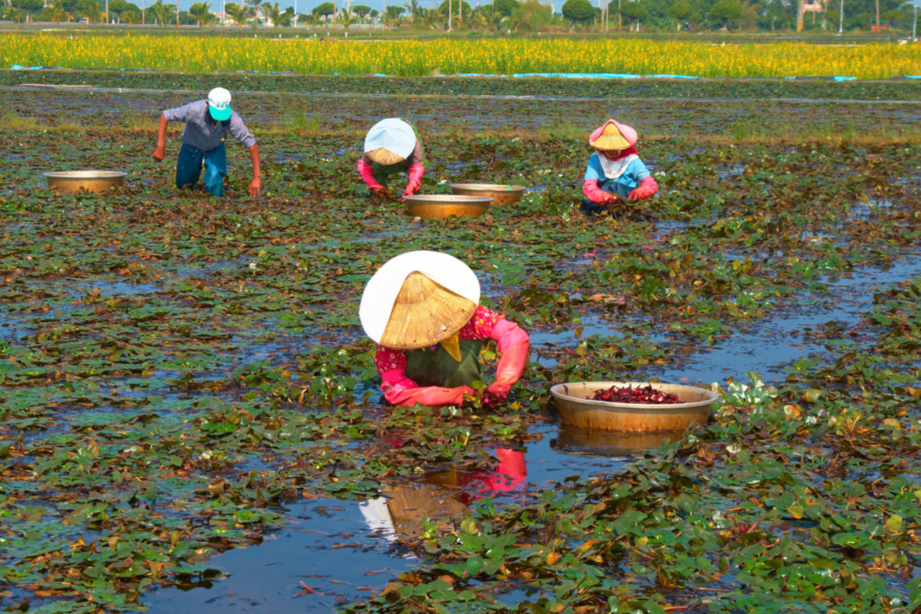  台南-官田 採紅菱(二)