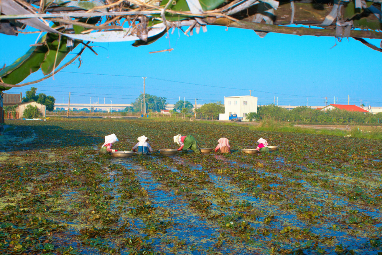  台南-官田 採紅菱(一)