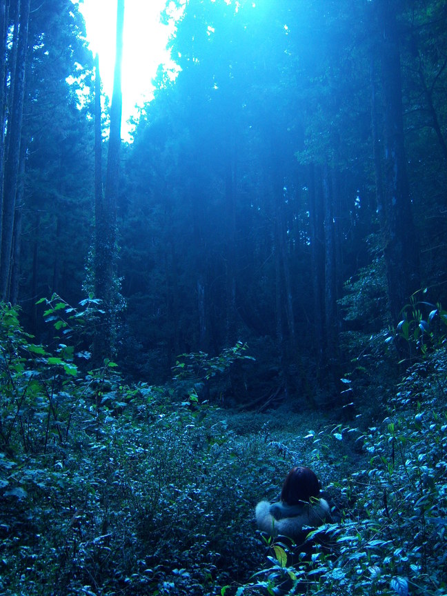 南投縣鹿谷鄉-忘憂森林