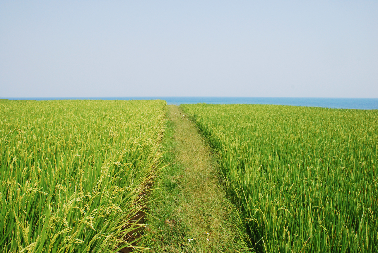 花蓮縣新社_梯田    風景的盡頭