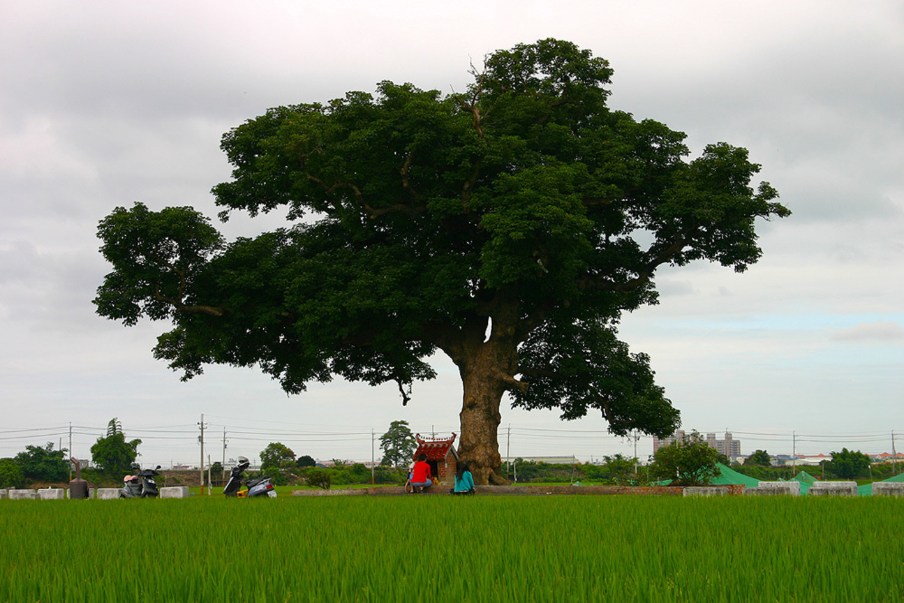 大村鄉-三春老樹