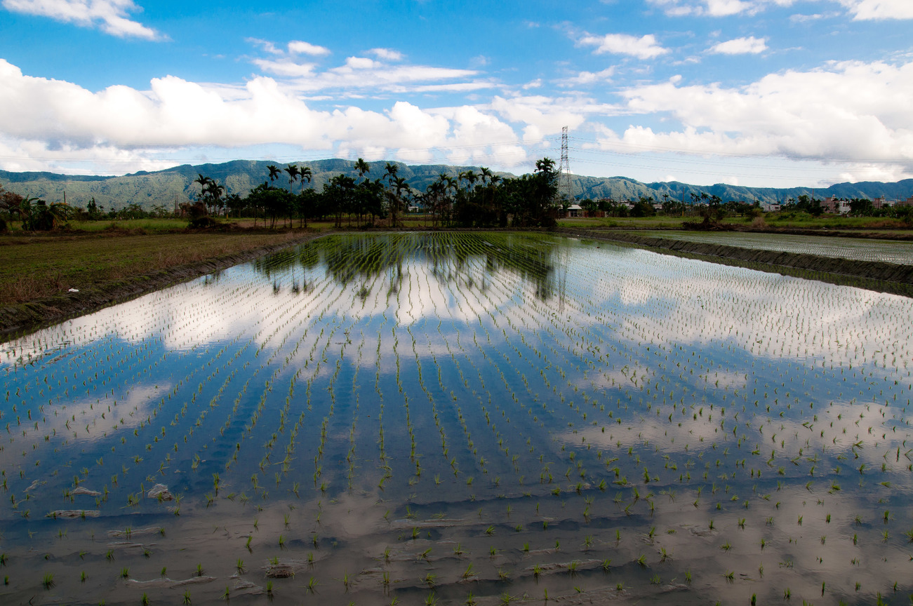 壽豐的農田