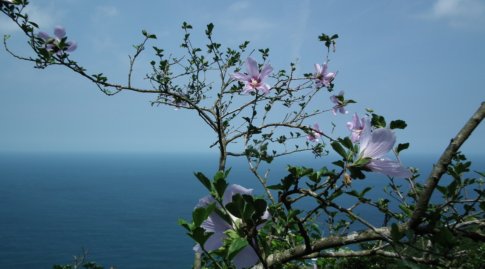 新北市-海花一線