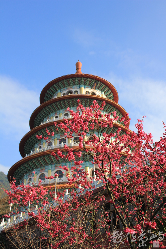 新北市淡水區─無極天元宮─綻放