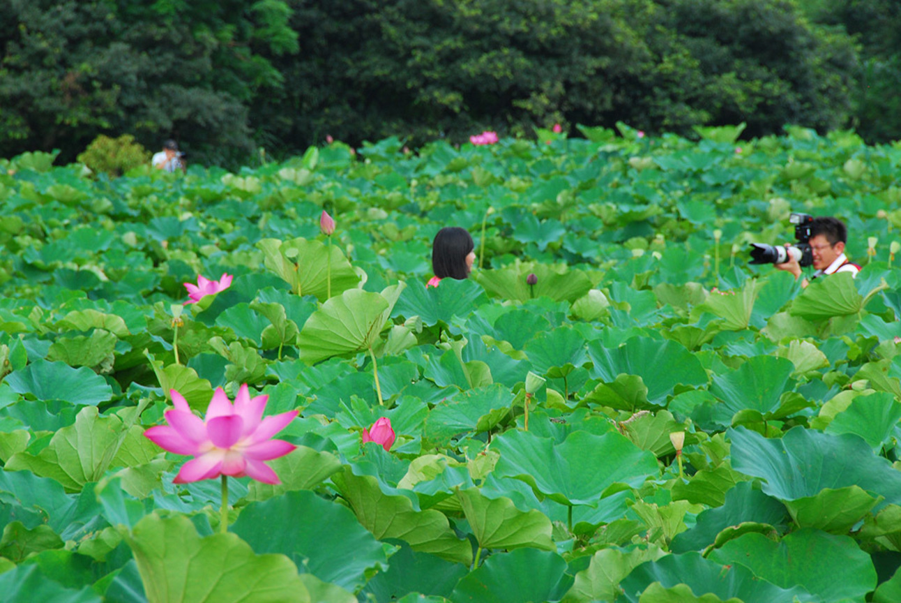新北市淡水區--石頭厝荷花田