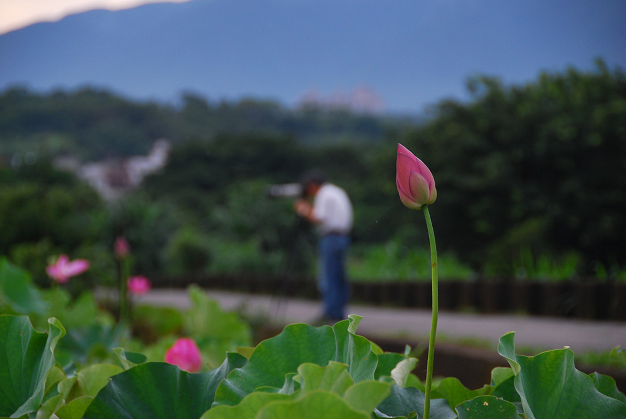 新北市淡水區—晨曦荷花學人樣