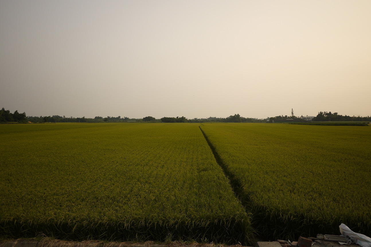 雲林縣斗南鎮－稻田