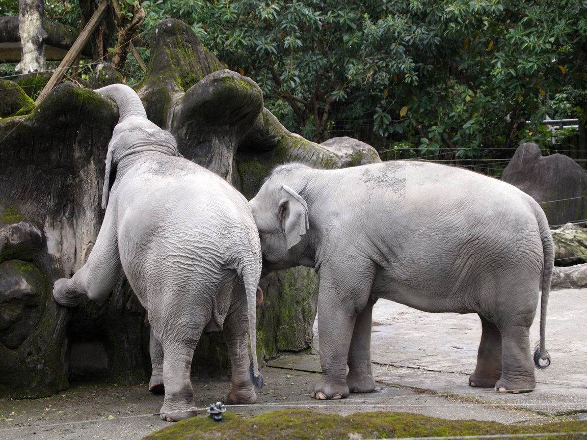 台北---木柵動物園