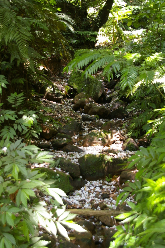 新北市土城區-土城桐花季