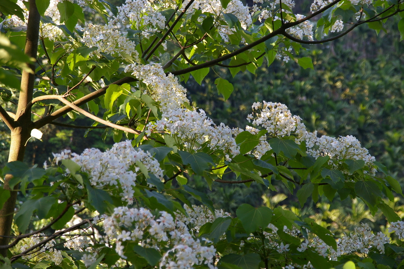 新北市土城區-土城桐花季