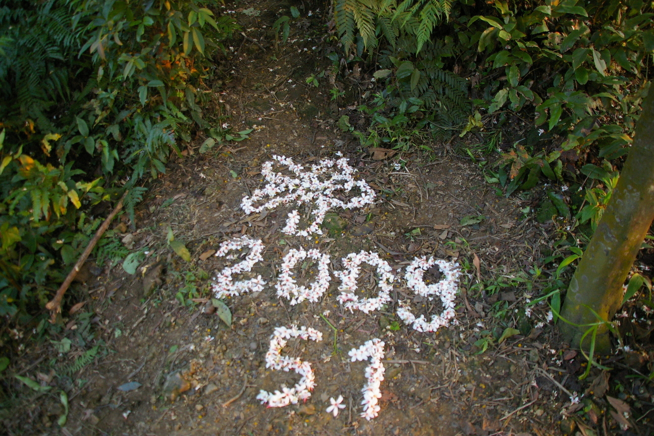 新北市土城區-土城桐花季