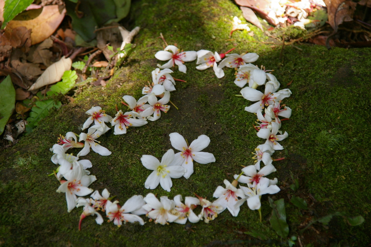 新北市土城區-土城桐花季