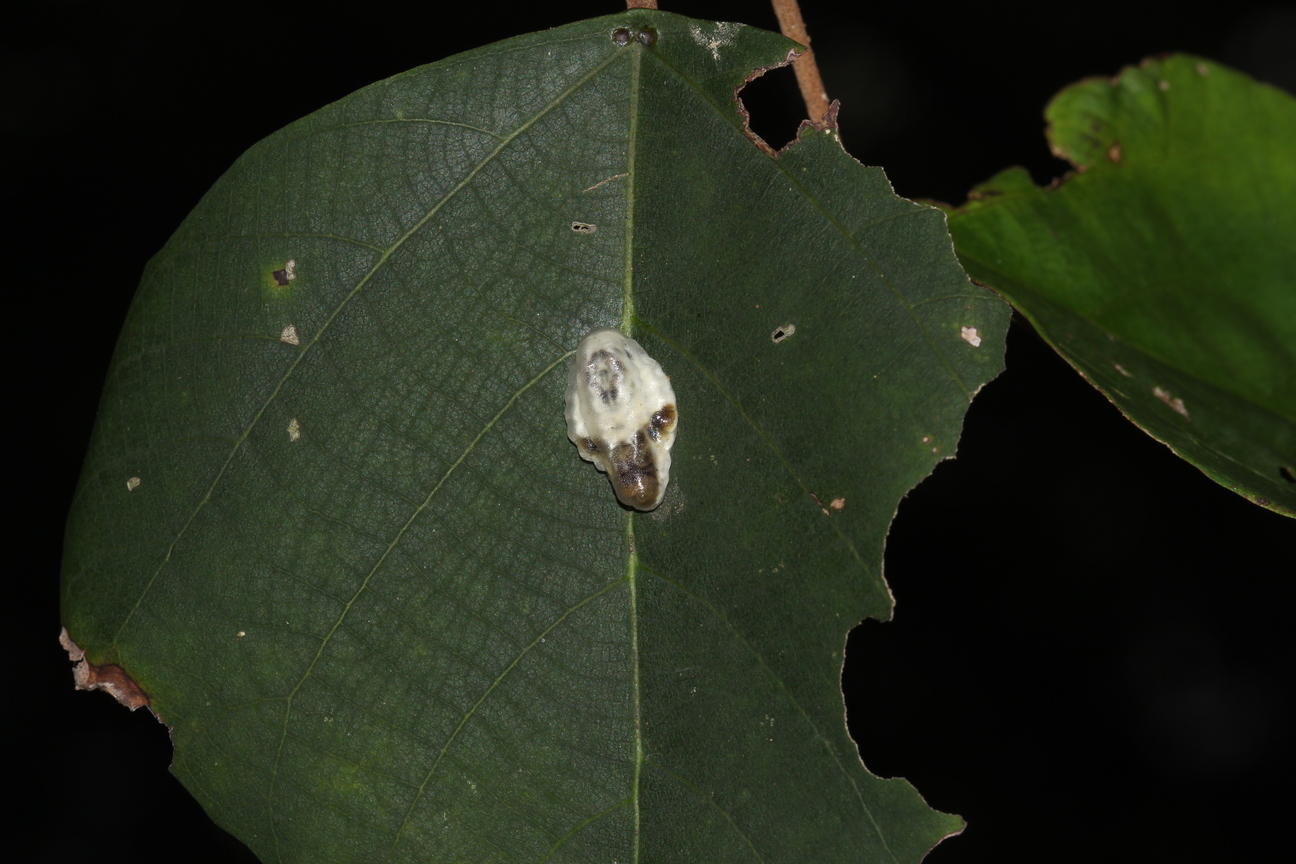 小黑刺蛾20140524