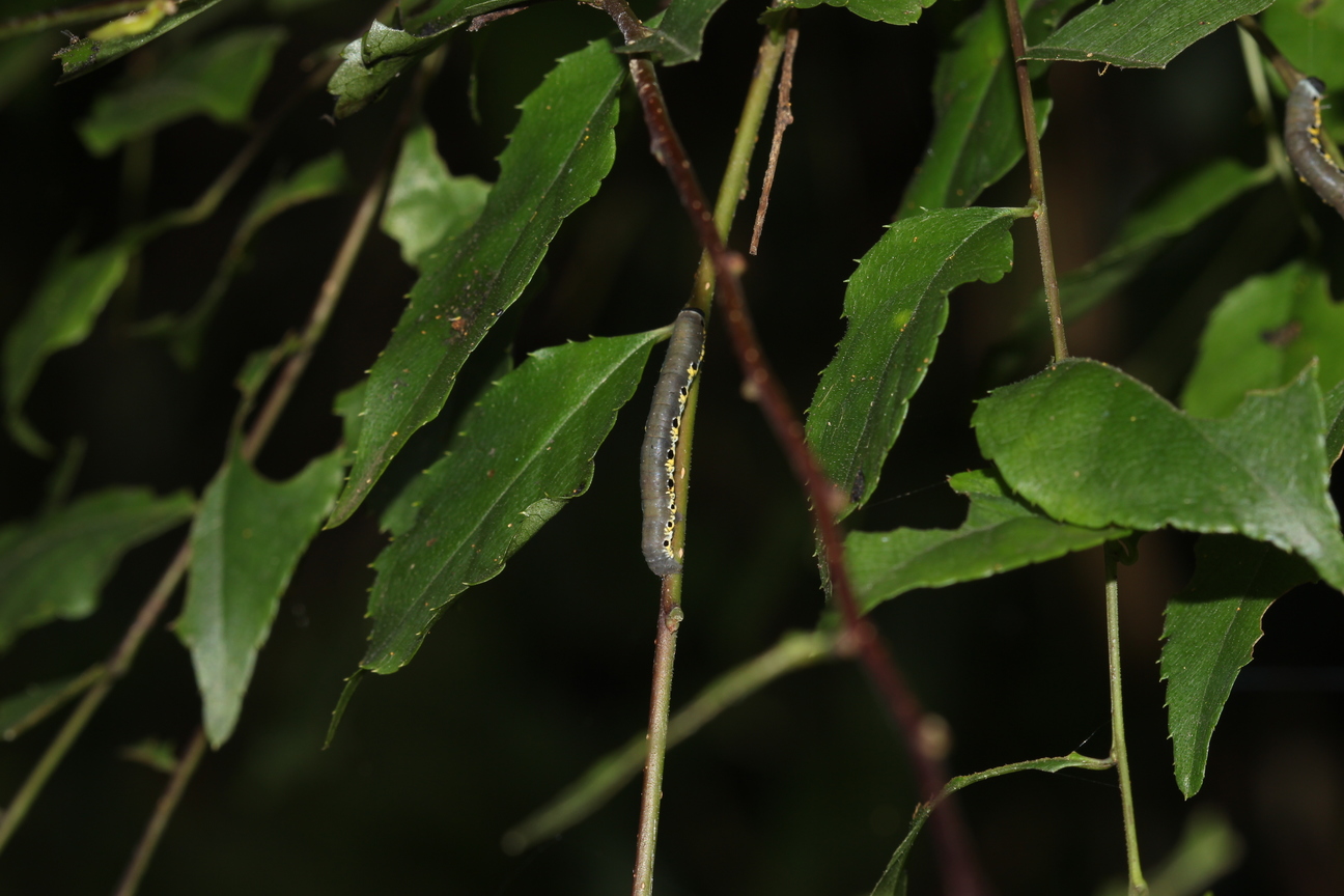 燈稱花上 20140524