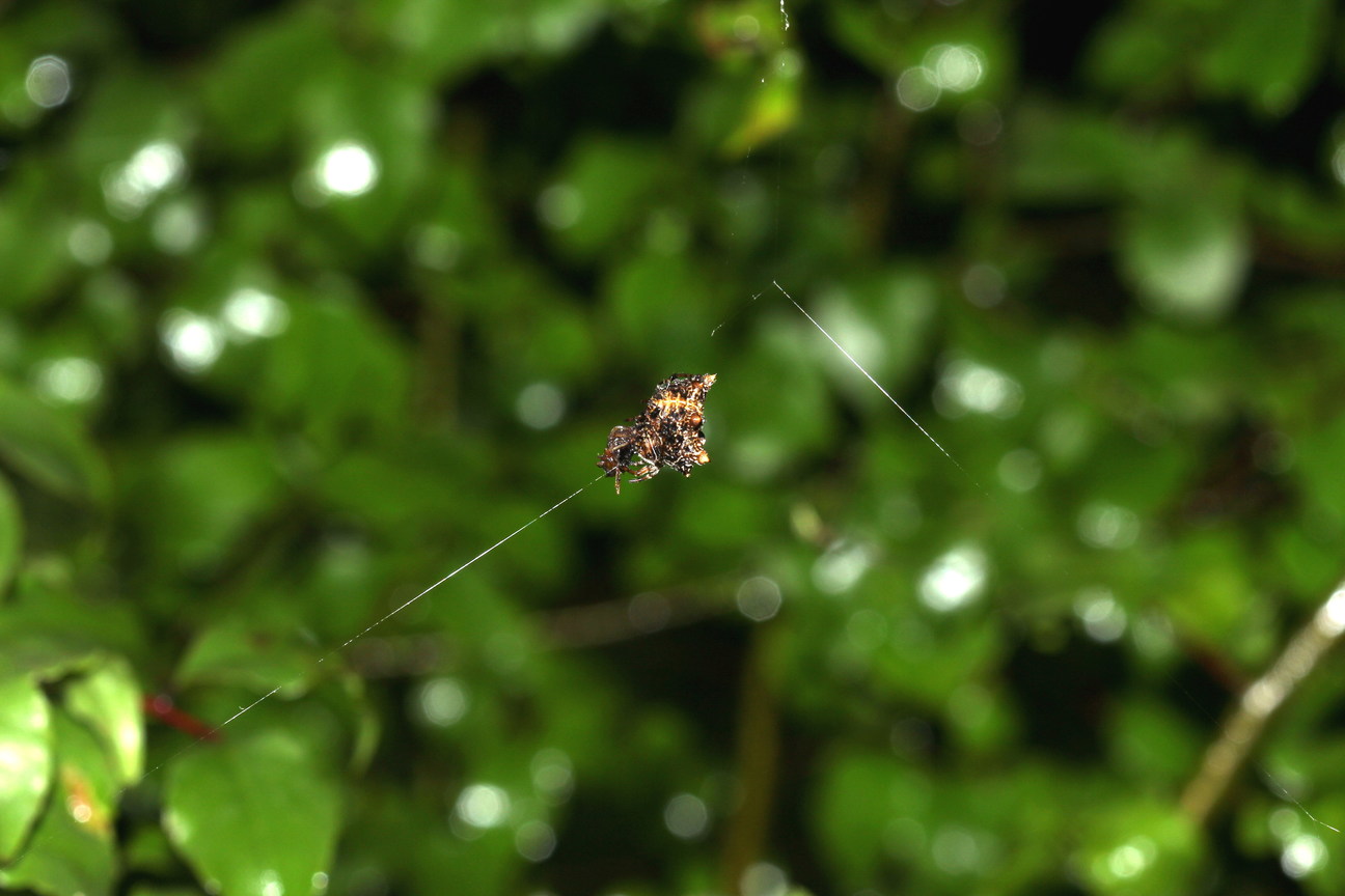 乳頭棘蛛20140524